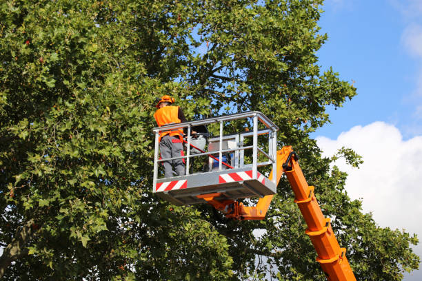 Reliable Washington Park, FL Tree Removal Solutions